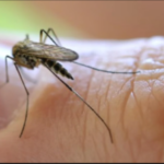 COVID-19 lessons can eliminate malaria 2023